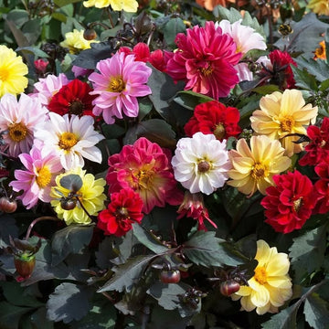 Yıldız Çiçeği (Dahlia) Tohumu