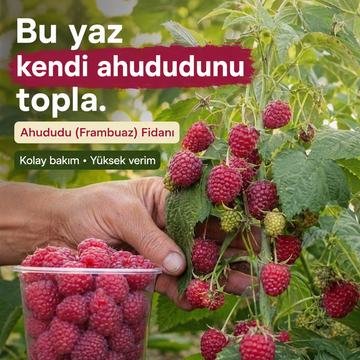 Ahududu (Frambuaz) Fidanı