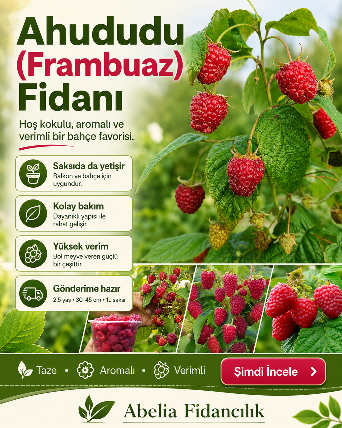 Ahududu (Frambuaz) Fidanı