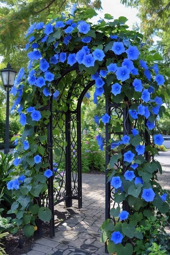 Abelia® Mavi Sarmaşık Çiçeği Yetiştirme Kiti