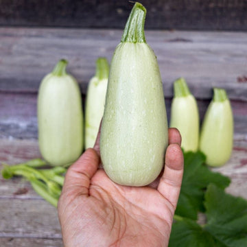 Beyaz Kabak (Squash)