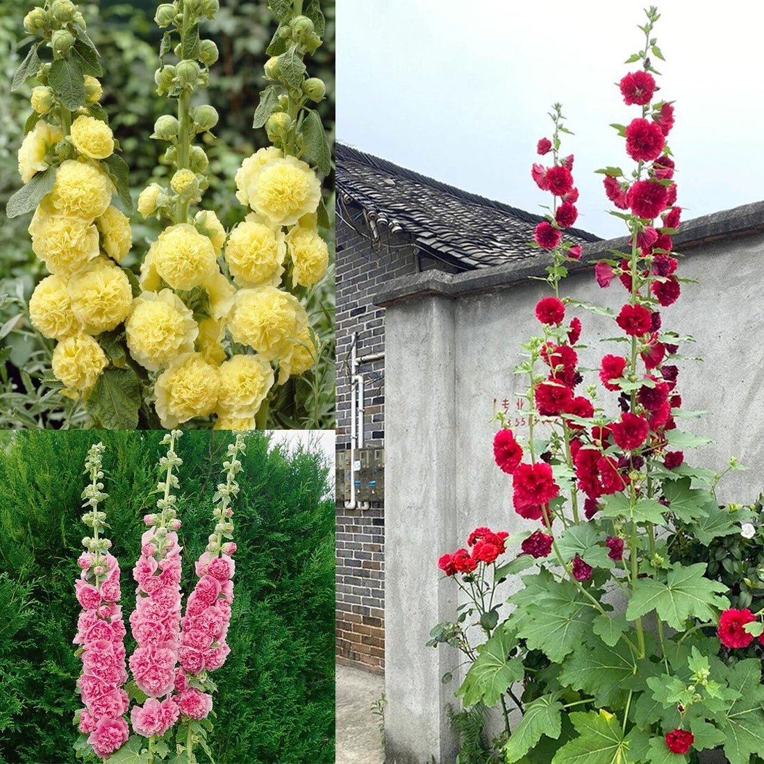 Abelia® Katmerli gülhatmi Yetiştirme Kiti
