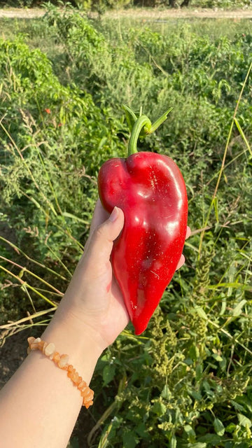 Kapya Biber Tohumu