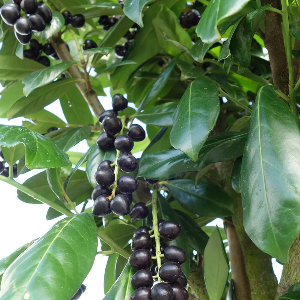 Karayemiş (Prunus laurocerasus) Fidanı - Laz Kirazı