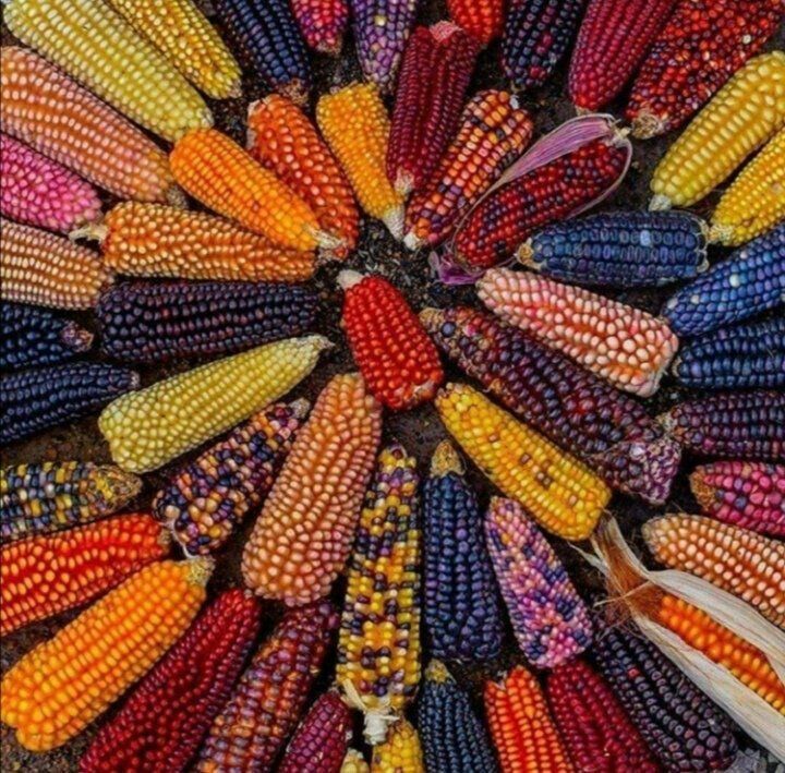 Renkli Mısır Tohumu - ( CORN SEED )