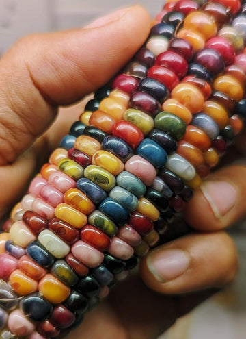 Renkli Mısır Tohumu - ( CORN SEED )