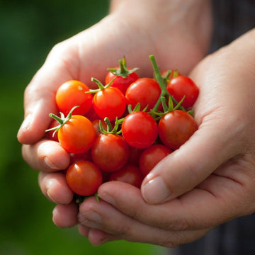 Cherry Domates Tohumu